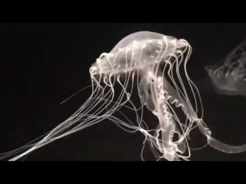 大西洋海刺水母 Atlantic Sea Nettle (Chrysaora quinquecirrha) |活體水母|觸手飄逸|動感觀賞首選|香港本地繁殖