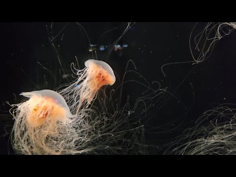 矮型獅鬃水母 Dwarf Lion's Mane Jellyfish (Cyanea versicolor)|活體水母|人氣觀賞水母|香港本地繁殖