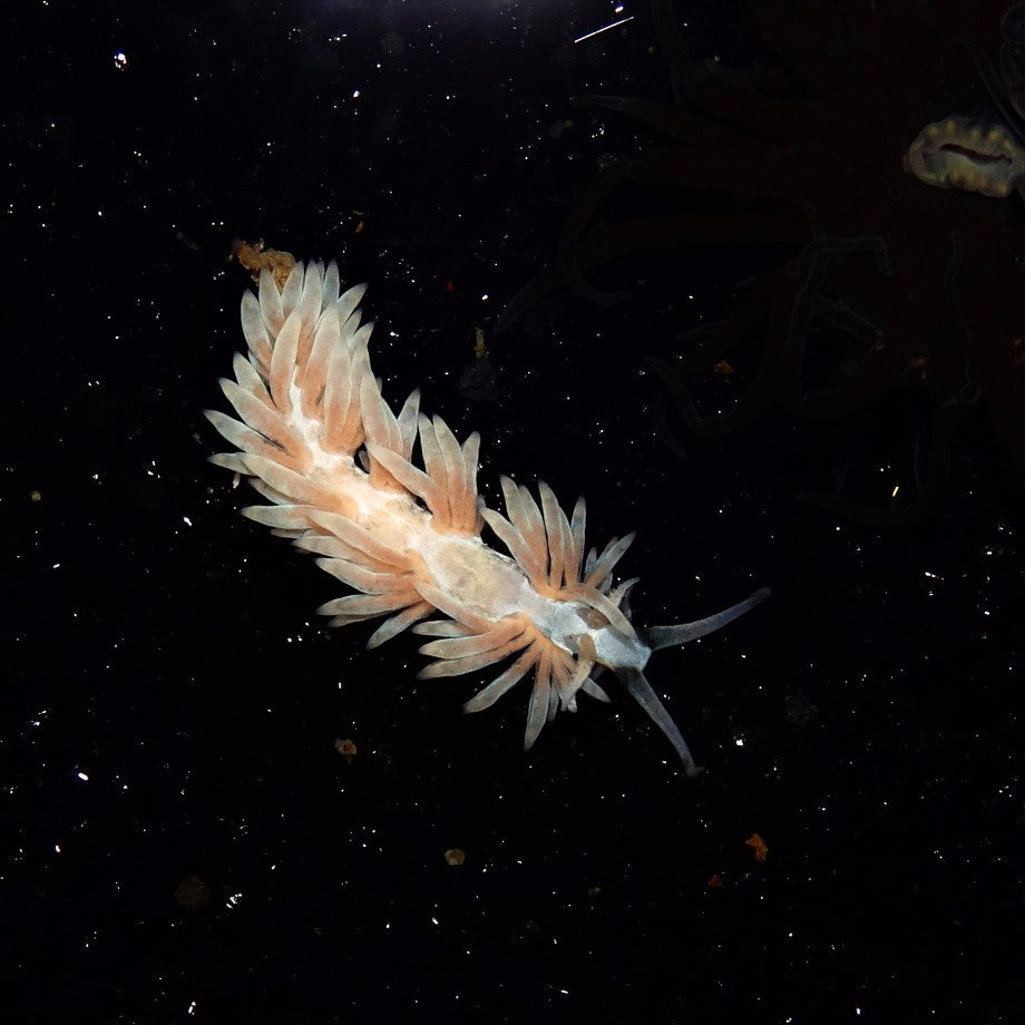 鬼爪海兔 Ghost Claw Sea Hare