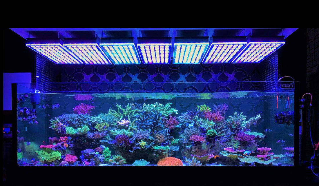 Exotic Aquaculture 正式成為 Orphek 香港分銷商!