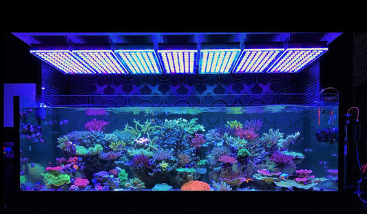 Exotic Aquaculture 正式成為 Orphek 香港分銷商!
