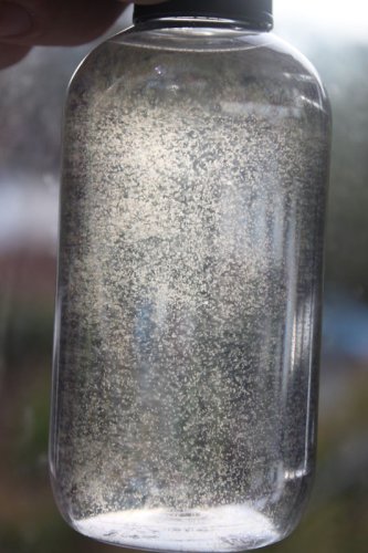 活體輪蟲 Live Rotifers｜300ml｜海水幼體培育不可缺的天然活餌