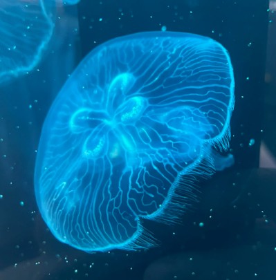 夏威夷海月水母 Moon Jellyfish (Aurelia malayensis var. Hawai’i) ｜活體水母｜熱帶品種｜熱帶缸適用｜香港本地繁殖