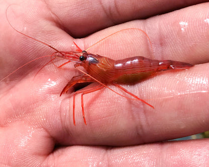薄荷蝦 Peppermint Shrimp