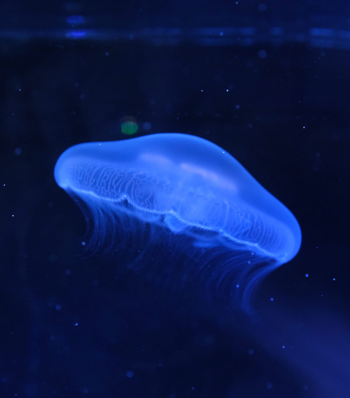海月水母 Moon Jellyfish (Aurelia aurita) ｜活體水母｜人氣觀賞水母｜香港本地繁殖