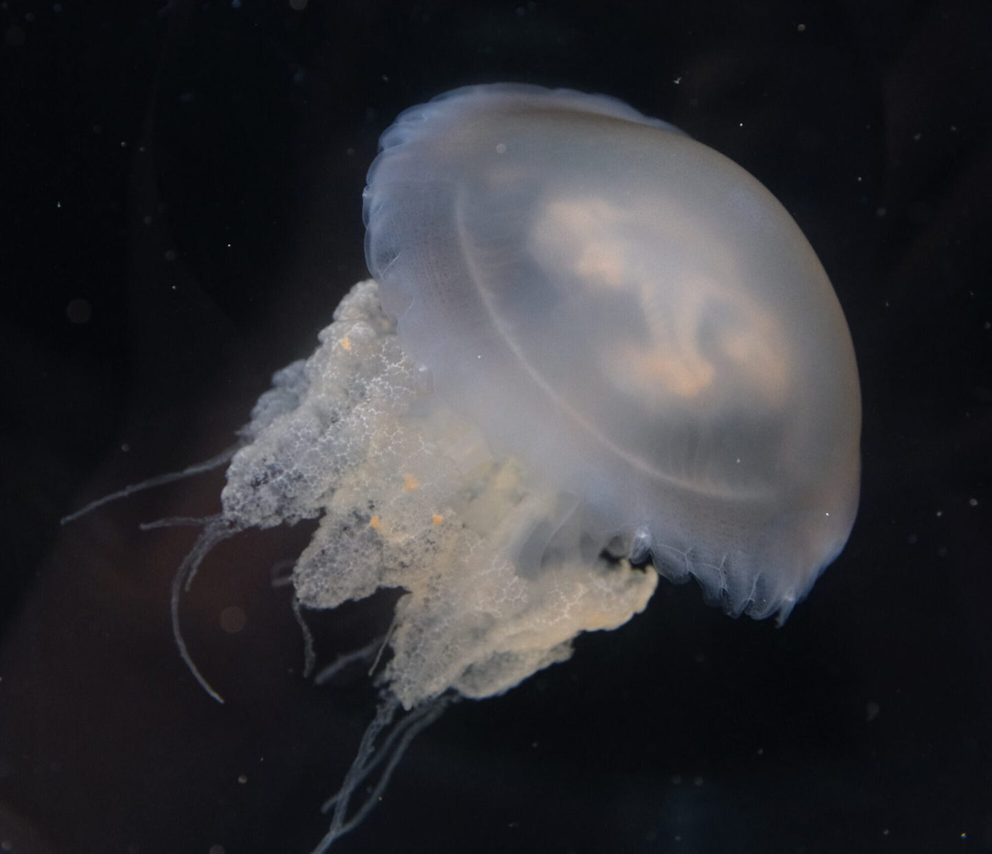 大理石水母 Marbled Jellyfish (Lychnorhiza lucerna)｜活體水母｜人氣觀賞水母｜花紋獨特｜香港本地繁殖