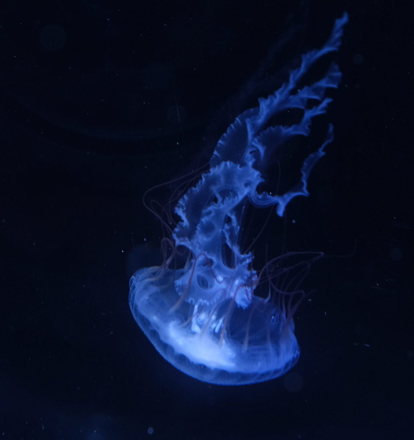 南美海刺水母 South American Sea Nettle (Chrysaora plocamia)｜活體水母｜入門海刺｜中溫易養｜香港本地繁殖