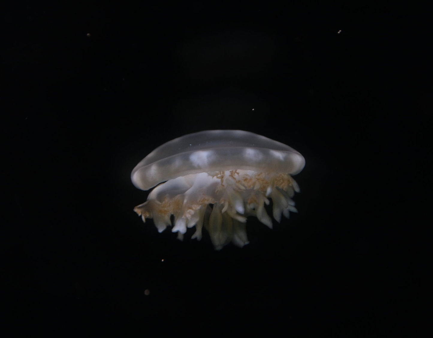 倒立水母 Upside-down Jellyfish (Cassiopea sp.) ｜活體水母｜共生光合作用｜可入礁岩缸｜香港本地繁殖