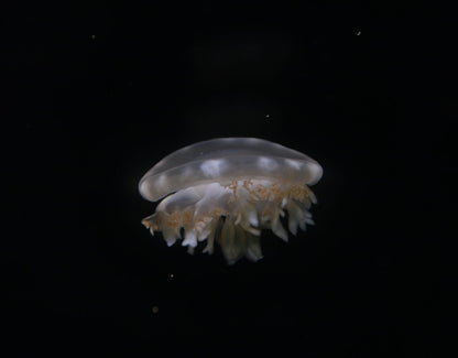 倒立水母 Upside-down Jellyfish (Cassiopea sp.) ｜活體水母｜共生光合作用｜可入礁岩缸｜香港本地繁殖