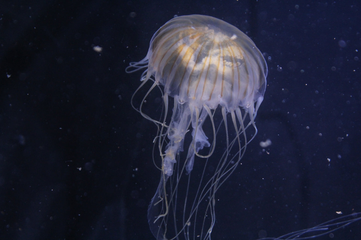 日本海刺水母 Japanese Sea Nettle (Chrysaora pacifica)｜活體水母｜飄逸觸手｜進階玩家首選｜香港本地繁殖