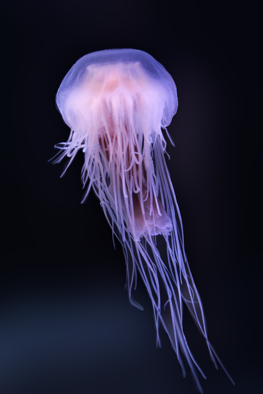 矮型獅鬃水母 Dwarf Lion's Mane Jellyfish  (Cyanea versicolor)｜活體水母｜人氣觀賞水母｜香港本地繁殖