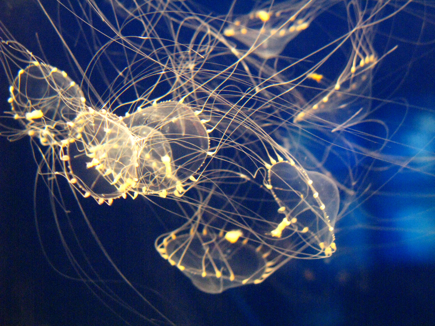 水晶皇冠水母 Elegant Jellyfish (Tima Sp.) ｜活體水母｜穩定觀賞品種｜香港本地繁殖