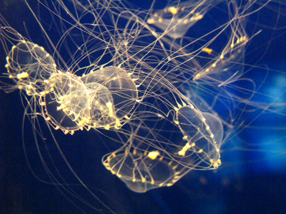 水晶皇冠水母 Elegant Jellyfish (Tima Sp.) ｜活體水母｜穩定觀賞品種｜香港本地繁殖
