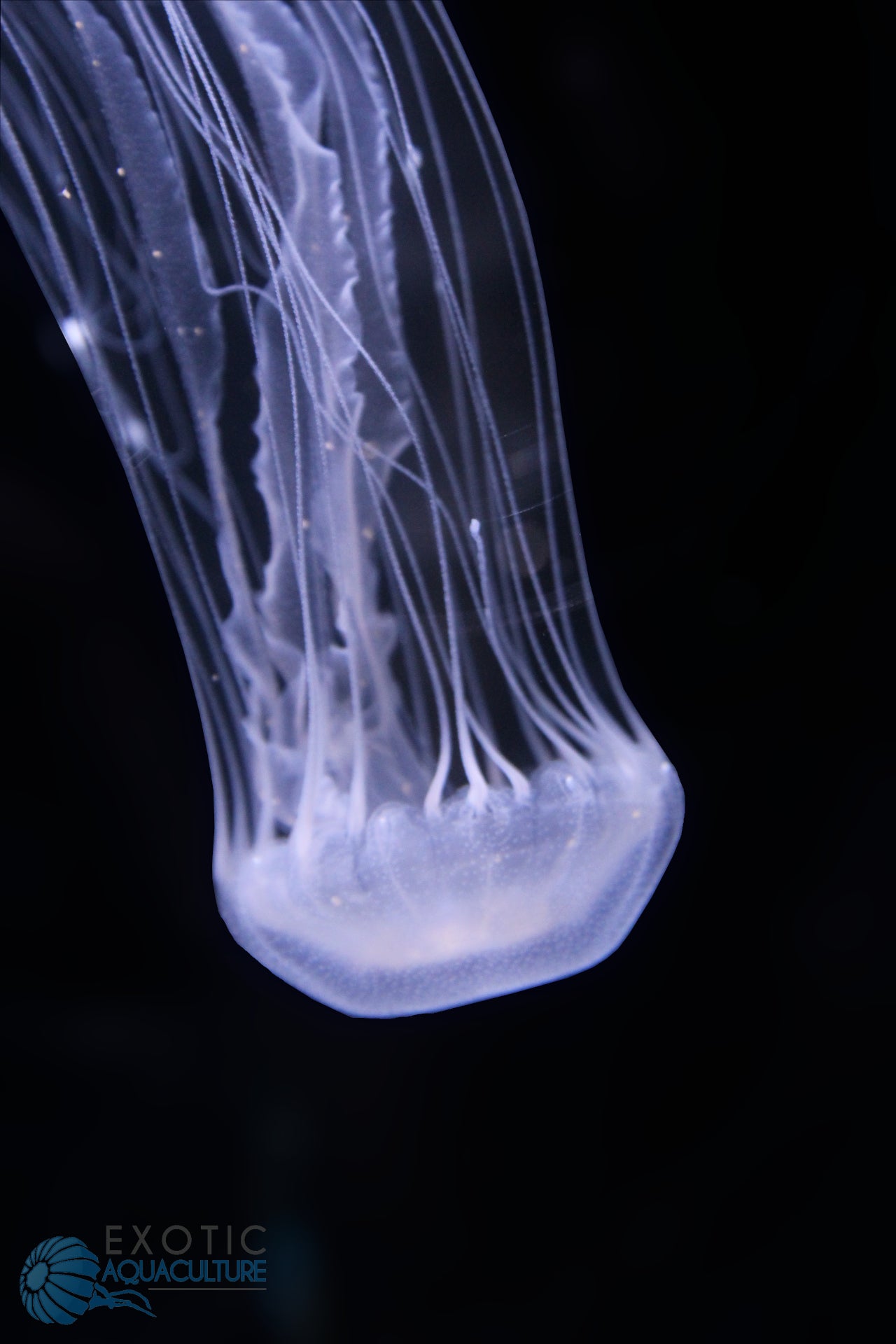 大西洋海刺水母 Atlantic Sea Nettle (Chrysaora quinquecirrha) ｜活體水母｜觸手飄逸｜動感觀賞首選｜香港本地繁殖