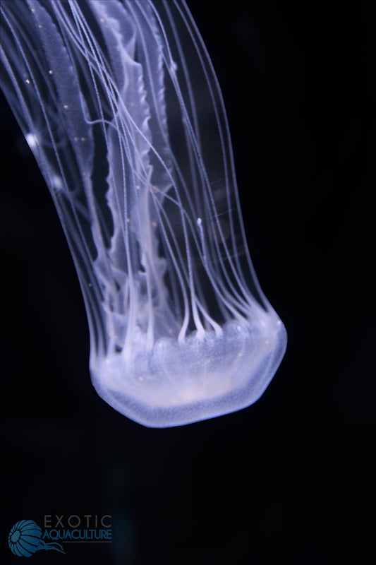 大西洋海刺水母 Atlantic Sea Nettle (Chrysaora quinquecirrha) ｜活體水母｜觸手飄逸｜動感觀賞首選｜香港本地繁殖