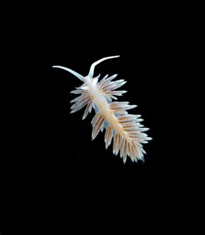 鬼爪海兔 Ghost Claw Sea Hare