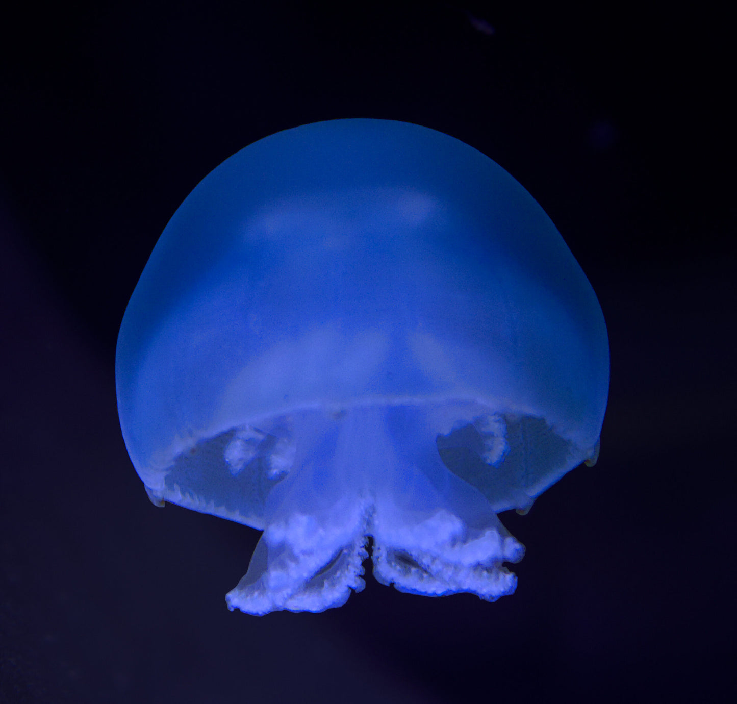 炮彈水母 Cannonball Jellyfish (Stomolophus meleagris) ｜活體水母｜穩定觀賞品種｜香港本地繁殖