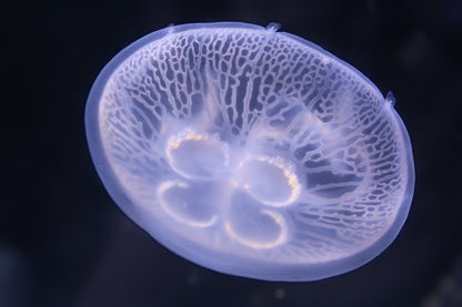 夏威夷海月水母 Moon Jellyfish (Aurelia aurita var. Hawai’i) ｜活體水母｜熱帶品種｜熱帶缸適用｜香港本地繁殖