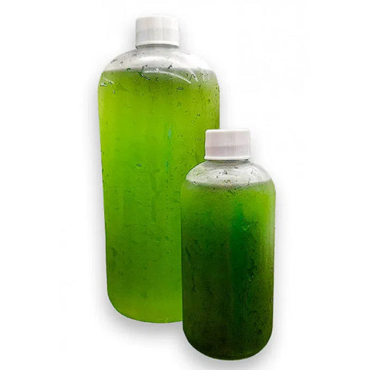 司西扁藻 Tetraselmis suecica｜300ml｜活體綠藻培養與餌料佳選