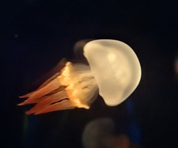 火箭水母 Flame Jellyfish (Rhopilema esculentum) ｜活體水母｜人氣觀賞水母｜香港本地繁殖