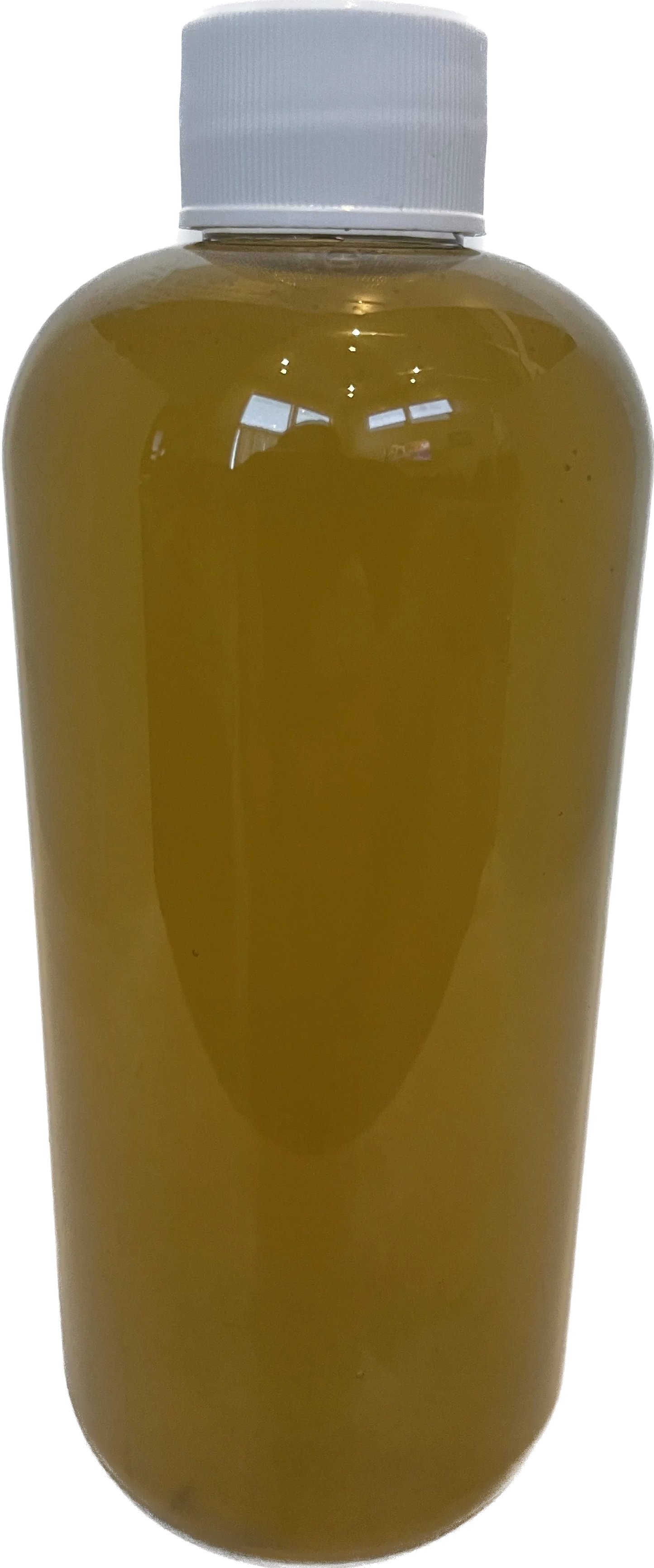 薄殼矽藻 Chaetoceros muellerii｜300ml｜活體浮游植物培養與餌料首選
