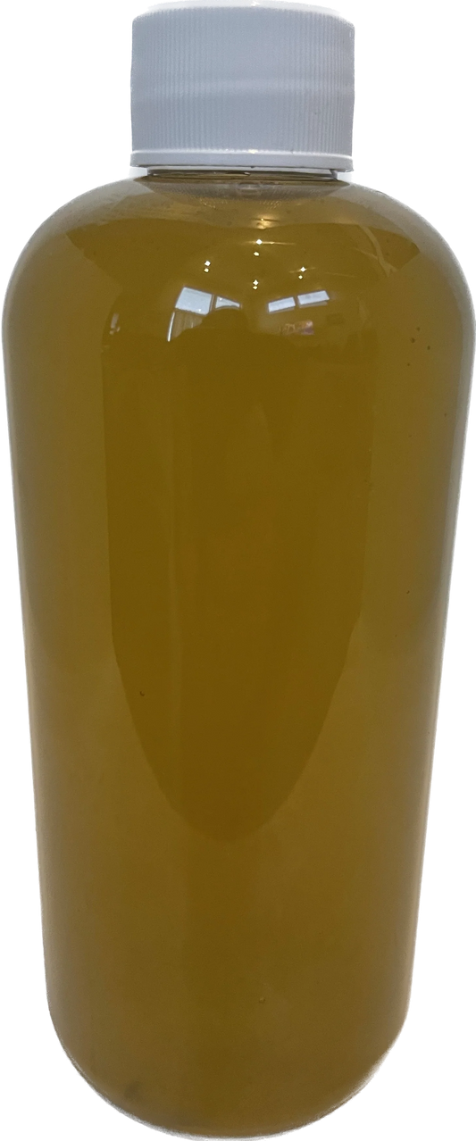 薄殼矽藻 Chaetoceros muellerii｜300ml｜活體浮游植物培養與餌料首選