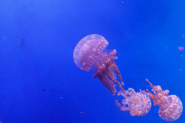 巴布亞水母 Papuan Jellyfish (Phulorhiza Punctata) ｜活體水母｜獨特色斑｜療癒觀賞首選｜香港本地繁殖