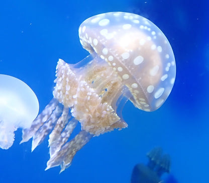 巴布亞水母 Spotted lagoon jellyfish (Mastigias papua) ｜活體水母｜獨特色斑｜療癒觀賞首選｜香港本地繁殖