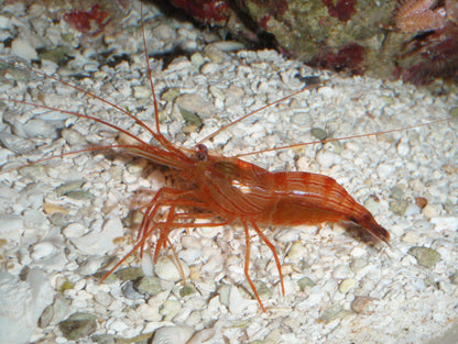 薄荷蝦 Peppermint Shrimp