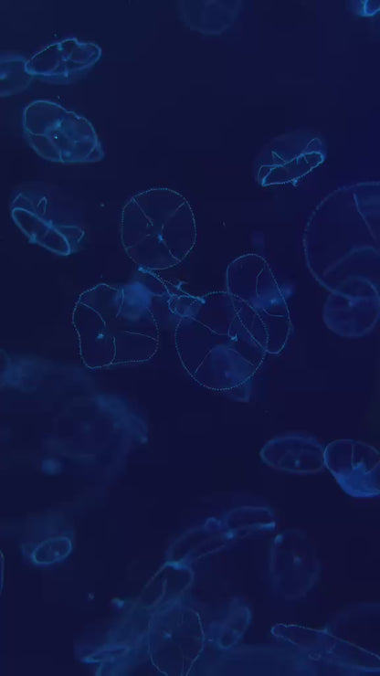 水晶皇冠水母 Elegant Jellyfish (Tima Sp.) ｜活體水母｜穩定觀賞品種｜香港本地繁殖