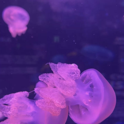 大理石水母 Marbled Jellyfish (Lychnorhiza lucerna)｜活體水母｜人氣觀賞水母｜花紋獨特｜香港本地繁殖