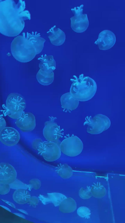 炮彈水母 Cannonball Jellyfish (Stomolophus meleagris) ｜活體水母｜穩定觀賞品種｜香港本地繁殖