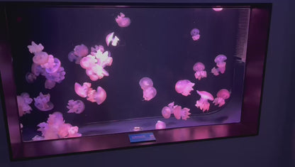 大理石水母 Marbled Jellyfish (Lychnorhiza lucerna)｜活體水母｜人氣觀賞水母｜花紋獨特｜香港本地繁殖
