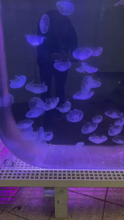 海月水母 Moon Jellyfish (Aurelia coerulea) ｜活體水母｜人氣觀賞水母｜香港本地繁殖
