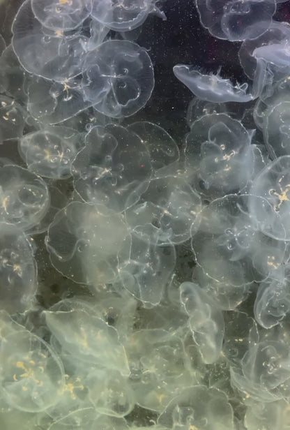 夏威夷海月水母 Moon Jellyfish (Aurelia aurita var. Hawai’i) ｜活體水母｜熱帶品種｜熱帶缸適用｜香港本地繁殖