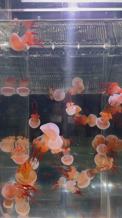 火箭水母 Flame Jellyfish (Rhopilema esculentum) ｜活體水母｜人氣觀賞水母｜香港本地繁殖
