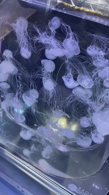 大西洋海刺水母 Atlantic Sea Nettle (Chrysaora quinquecirrha) ｜活體水母｜觸手飄逸｜動感觀賞首選｜香港本地繁殖