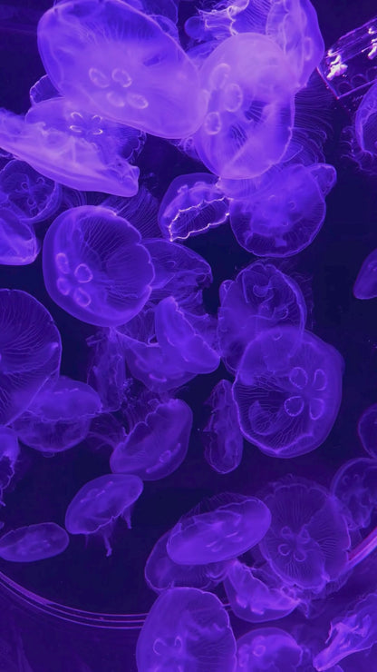 夏威夷海月水母 Moon Jellyfish (Aurelia malayensis var. Hawai’i) ｜活體水母｜熱帶品種｜熱帶缸適用｜香港本地繁殖