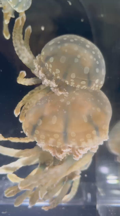 巴布亞水母 Spotted lagoon jellyfish (Mastigias papua) ｜活體水母｜獨特色斑｜療癒觀賞首選｜香港本地繁殖
