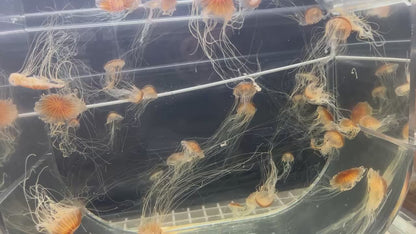 日本海刺水母 Japanese Sea Nettle (Chrysaora pacifica)｜活體水母｜飄逸觸手｜進階玩家首選｜香港本地繁殖