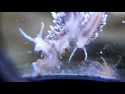 鬼爪海兔 Ghost Claw Sea Hare