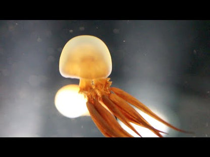 火箭水母 Flame Jellyfish (Rhopilema esculentum) ｜活體水母｜人氣觀賞水母｜香港本地繁殖