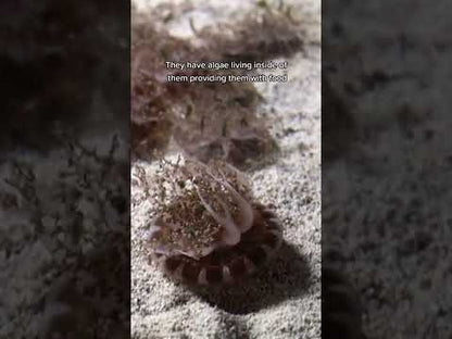 倒立水母 Upside-down Jellyfish (Cassiopea sp.) ｜活體水母｜共生光合作用｜可入礁岩缸｜香港本地繁殖