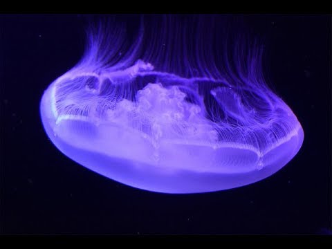 海月水母 Moon Jellyfish (Aurelia coerulea) ｜活體水母｜人氣觀賞水母｜香港本地繁殖