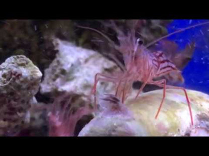 薄荷蝦 Peppermint Shrimp