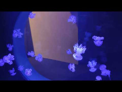大理石水母 Marbled Jellyfish (Lychnorhiza lucerna)｜活體水母｜人氣觀賞水母｜花紋獨特｜香港本地繁殖