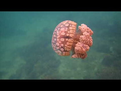 巴布亞水母 Papuan Jellyfish (Phulorhiza Punctata) ｜活體水母｜獨特色斑｜療癒觀賞首選｜香港本地繁殖