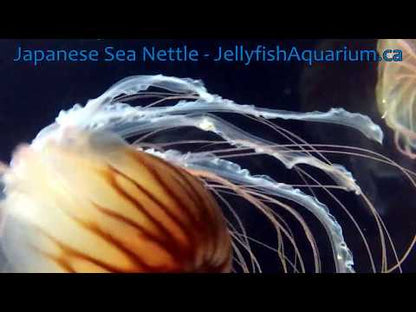 日本海刺水母 Japanese Sea Nettle (Chrysaora pacifica)｜活體水母｜飄逸觸手｜進階玩家首選｜香港本地繁殖