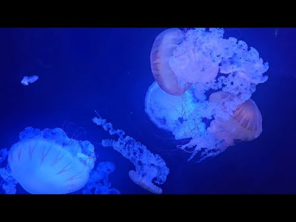 南美海刺水母 South American Sea Nettle (Chrysaora plocamia)｜活體水母｜入門海刺｜中溫易養｜香港本地繁殖