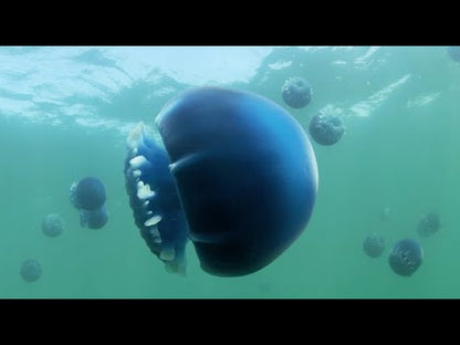 炮彈水母 Cannonball Jellyfish (Stomolophus meleagris) ｜活體水母｜穩定觀賞品種｜香港本地繁殖